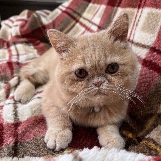 エキゾチックショートヘアの郷くん