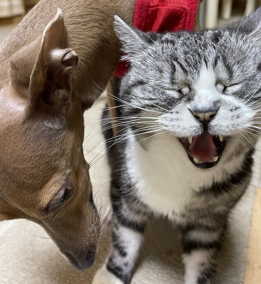 犬の新吉ちゃんに梨を食べられた猫の玉三郎ちゃん