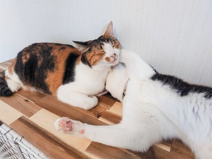 めいちゃんに近寄ってきたじじくん