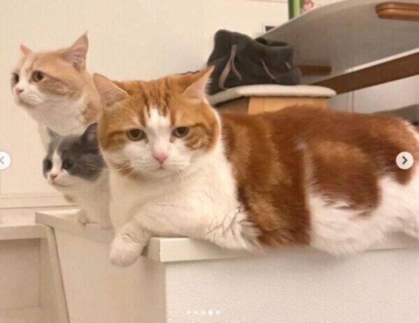 ごはんを待つコスケくん、コマちゃん、ココタくん