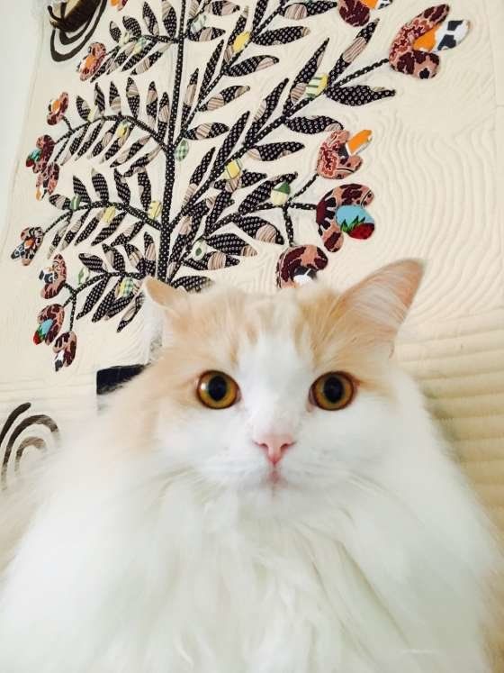 マンチカンロングヘア