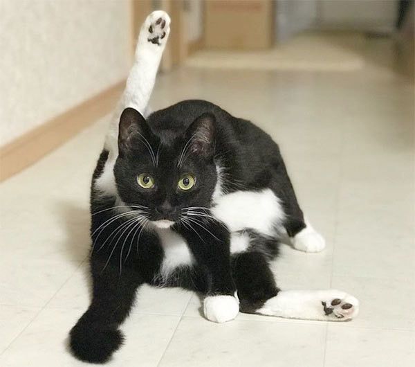 ヨガポーズをする猫