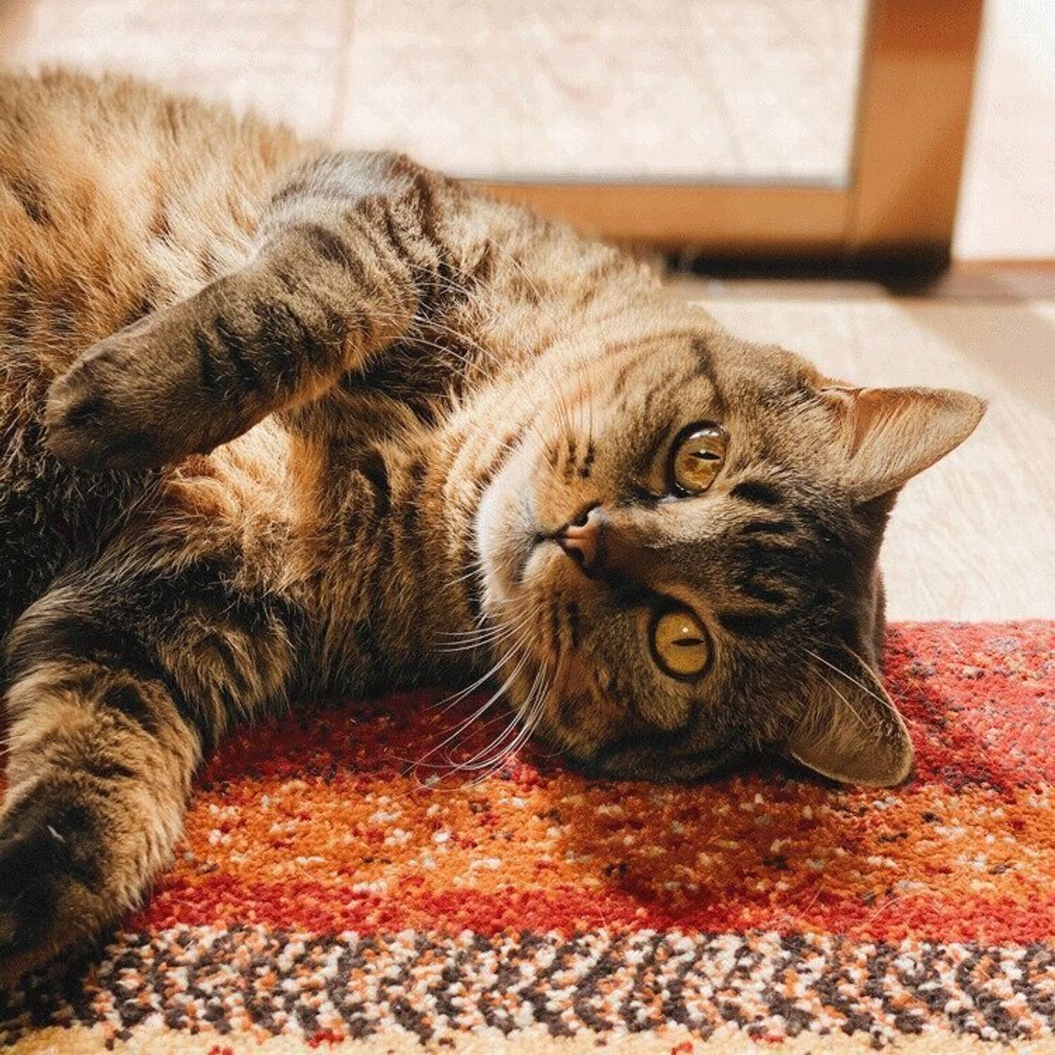 人を選ぶ猫 家族によって起こし方を変えている しまねこぐぐ Vol ねこのきもちweb Magazine 人を選ぶ猫 家族によって起こし方を変えている しまねこぐぐ Vol ねこのきもちweb Magazine