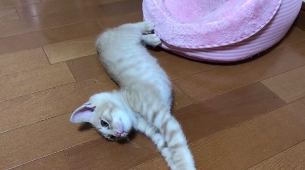 眠る猫