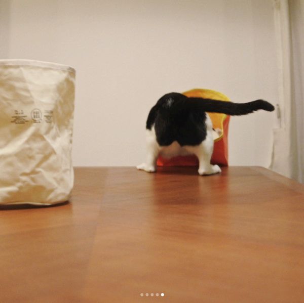 箱に入りたがる猫