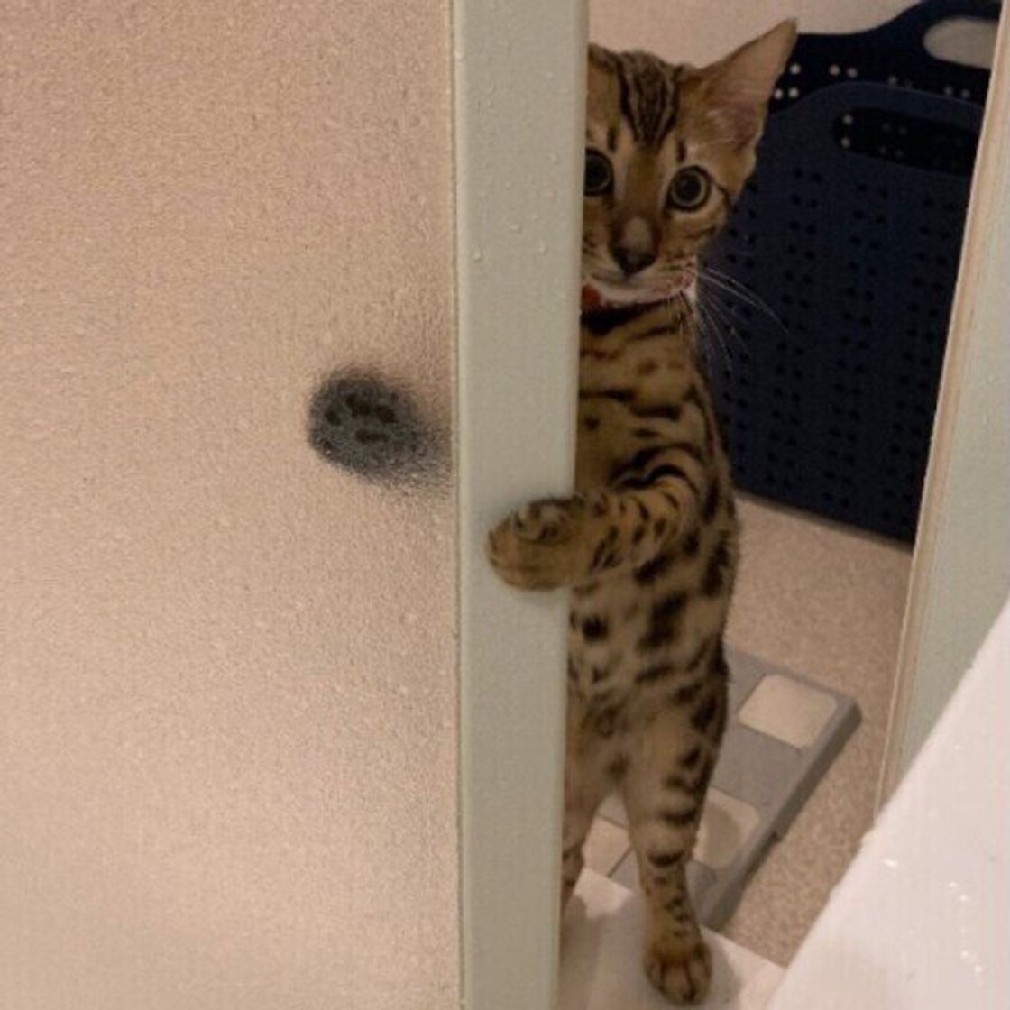 か かわいすぎる 猫が お風呂に入る飼い主さんのそばにいたがる ワケを獣医師が解説 ねこのきもちweb Magazine か かわいすぎる 猫が お風呂に入る飼い主さんのそばにいたがる ワケを獣医師が解説 ねこのきもちweb Magazine