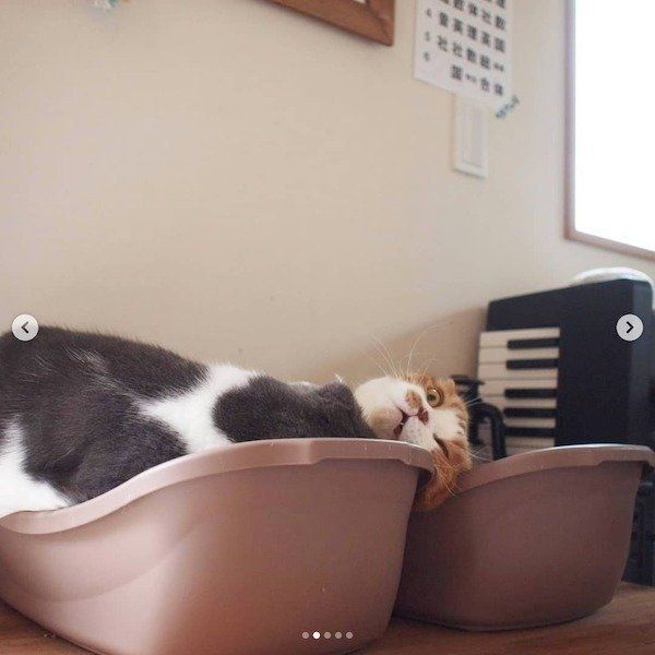 激しい揉み合いをするスコティッシュフォールド