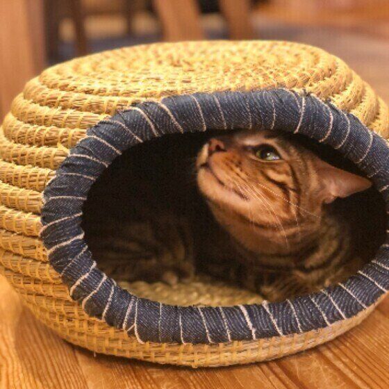 ベンガルのミラちゃん