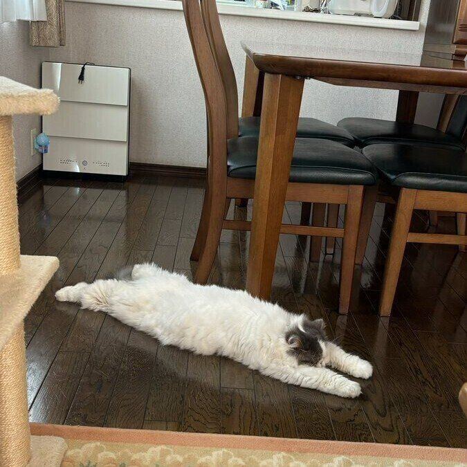 “全力で行き倒れている”と昨年注目を集めた投稿