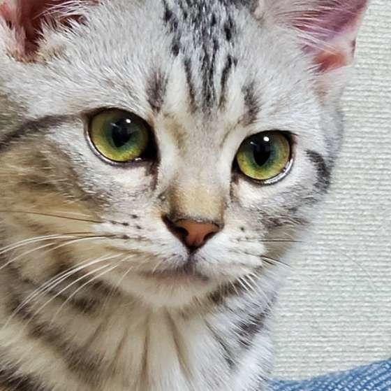 見つめるうららちゃん