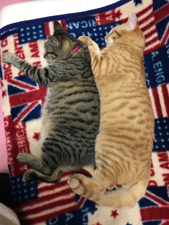 ピッタリ寄り添う茶～坊くん