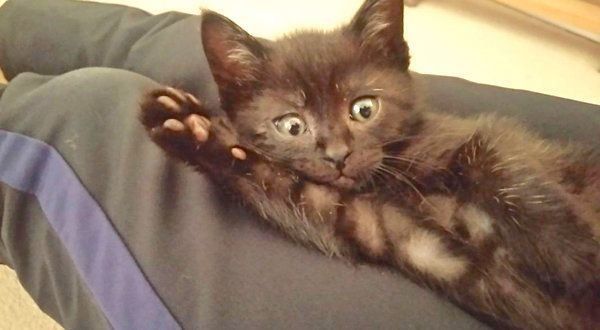 元保護猫・はなびくん