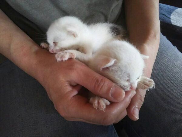 保護当時の小夏ちゃんと小桃ちゃん