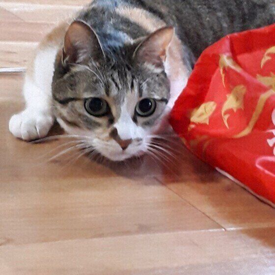 獲物を狙うヒメちゃん