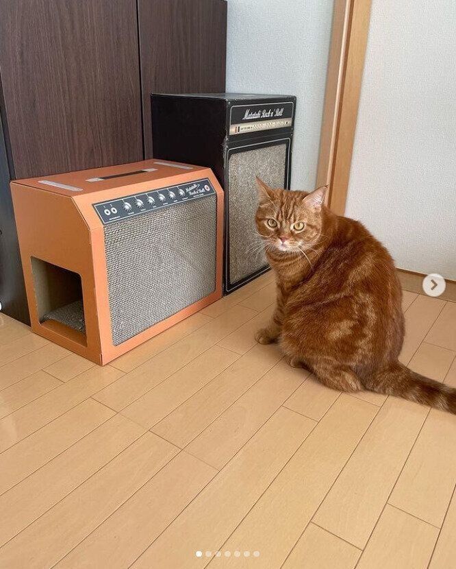 ＠tora_channel_1110さんの爪とぎ