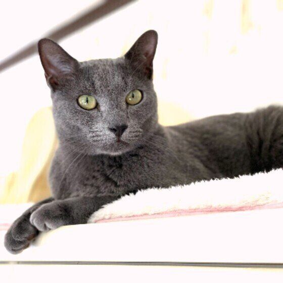 ロシアンブルーの特徴と飼い方 可愛い画像いっぱい ねこのきもち 猫図鑑 ねこのきもちweb Magazine