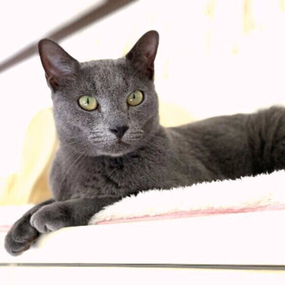 ロシアンブルーの特徴と飼い方 可愛い画像いっぱい ねこのきもち 猫図鑑 ねこのきもちweb Magazine ロシアンブルーの特徴と飼い方 可愛い画像いっぱい ねこのきもち 猫図鑑 ねこのきもちweb Magazine