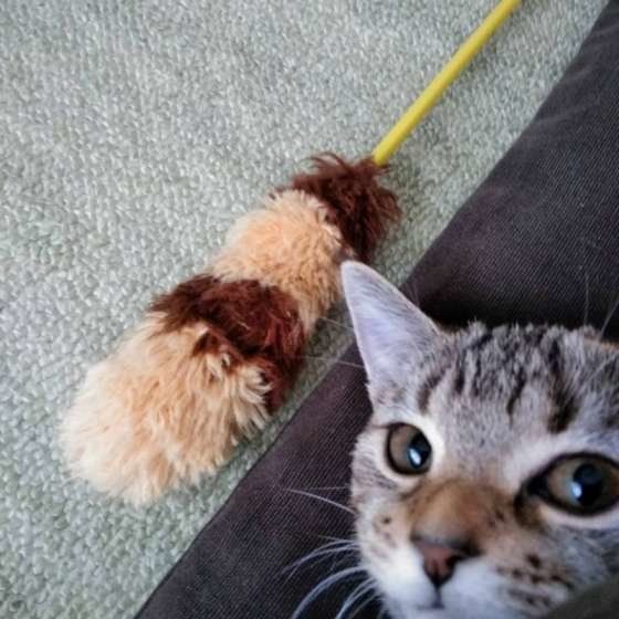 かわいいマンチカンとおもちゃ