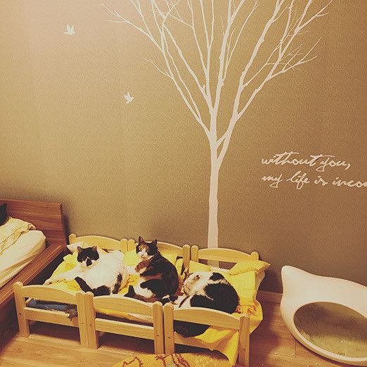 わが家の猫たちの寝室使いこなし術