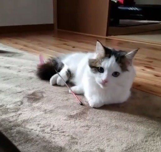 おもちゃで遊ぶマンチカン