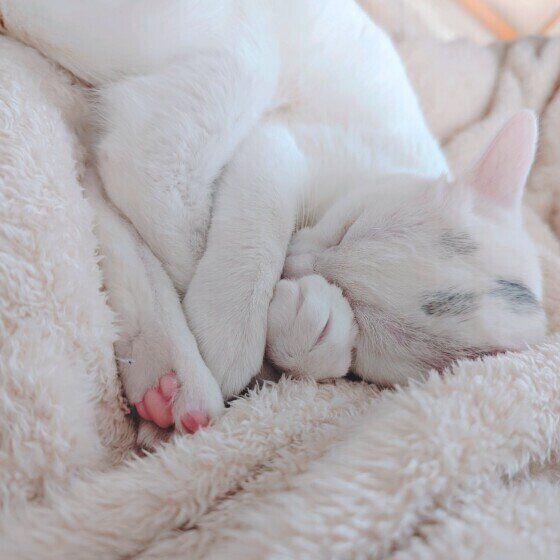 すやすや寝ている雪月ちゃん