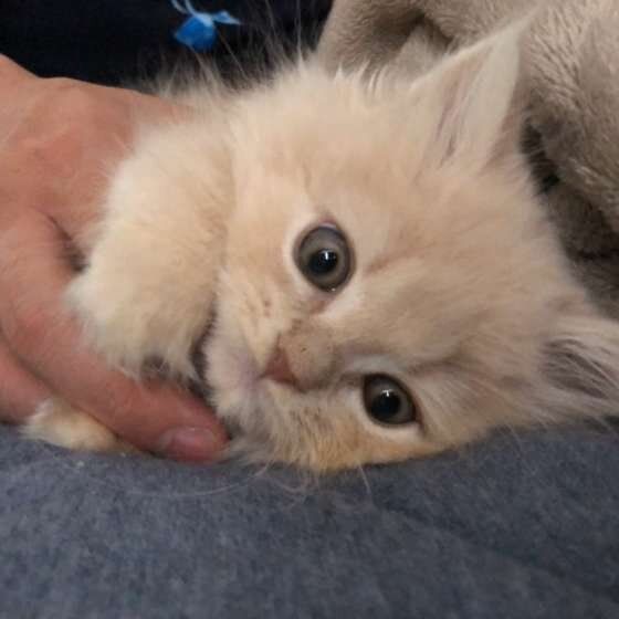 添い寝するスコティッシュフォールド・ロングヘア