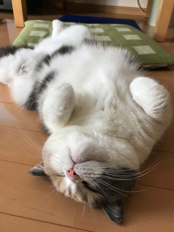 仰向けに寝るブリティッシュショートヘア