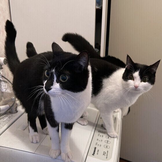 洗濯機の上に乗る猫