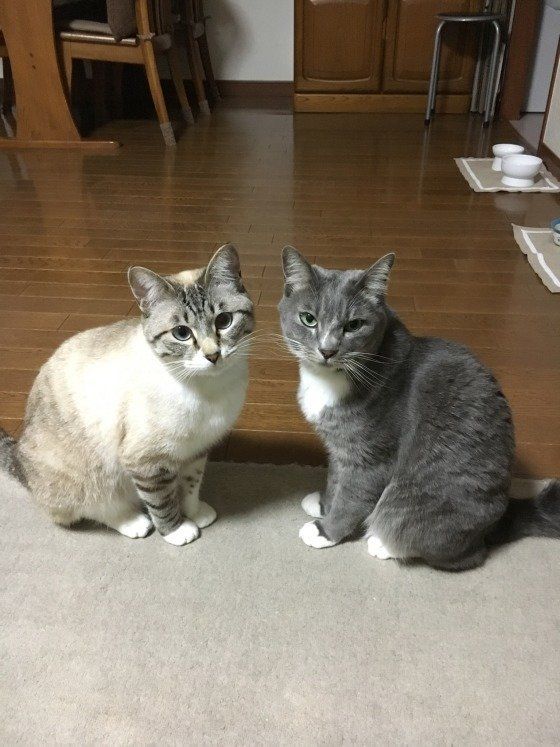 シンメトリーな猫たち