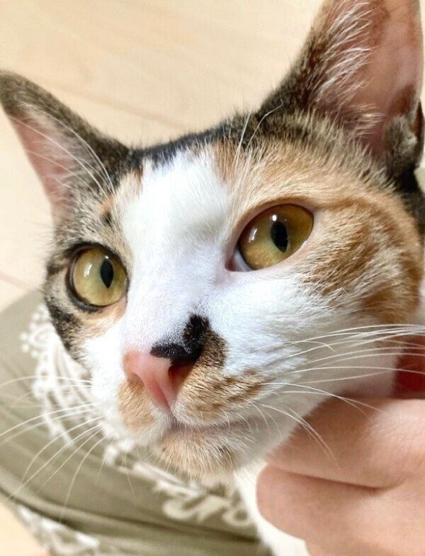 「家猫2年生」のむすびちゃん
