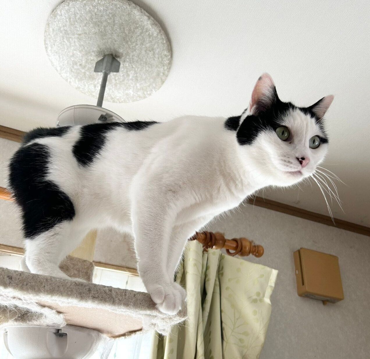 成長したこまちちゃん