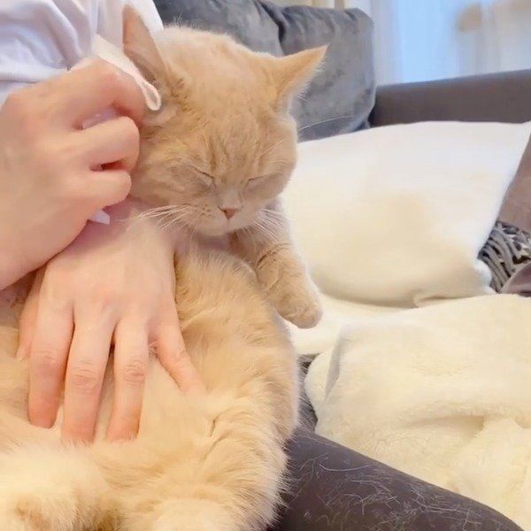 耳掃除にご満悦なここちゃん