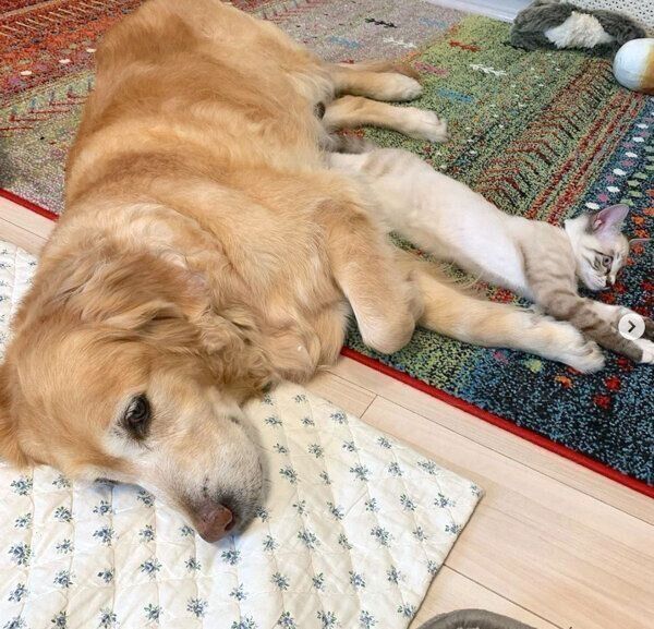 まったりするネルちゃんとオペルちゃん