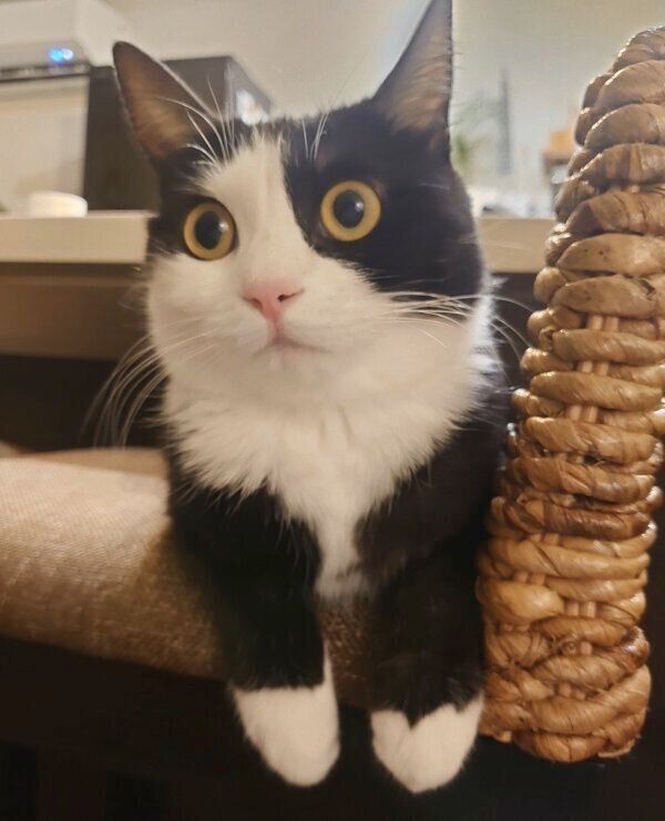 まったりするはるちゃん