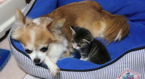 寄り添うチワワと子猫