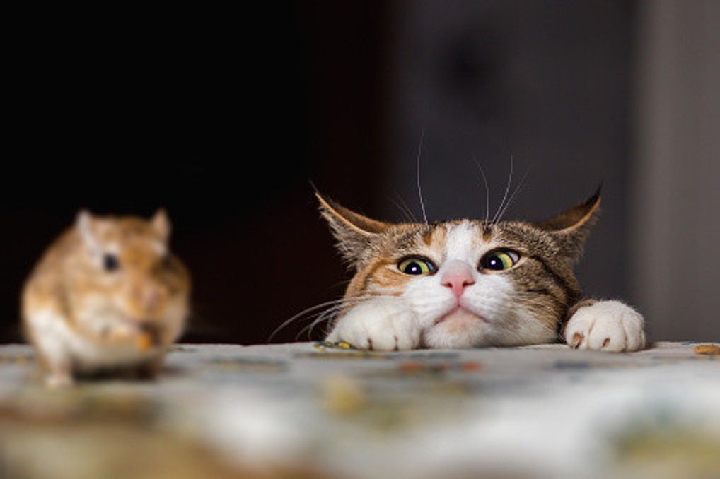 獣医師が監修 猫ってネズミを食べるの もし食べたら ねこのきもちweb Magazine 獣医師が監修 猫ってネズミを食べるの もし食べたら ねこのきもちweb Magazine