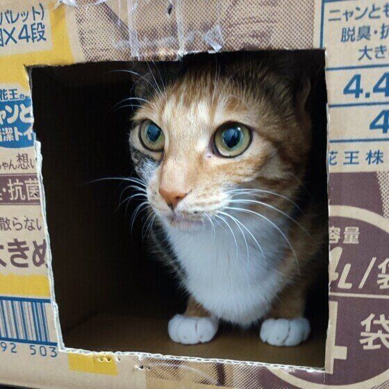 ダンボールに入る猫