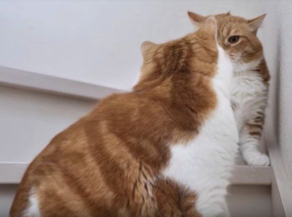 息子のしっぽで遊ぶパパ猫