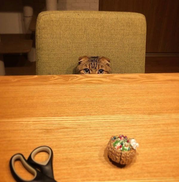 見つめるスコティッシュフォールド