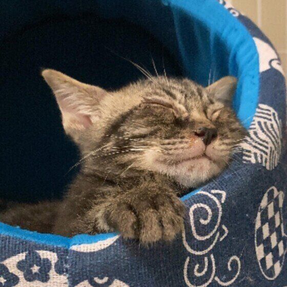 眠るコロンくん（アメリカンショートヘア）