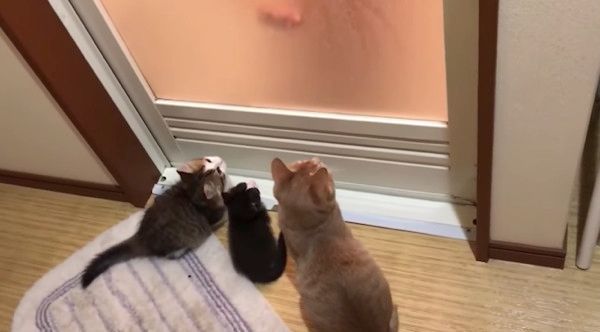 興味津々の猫たち