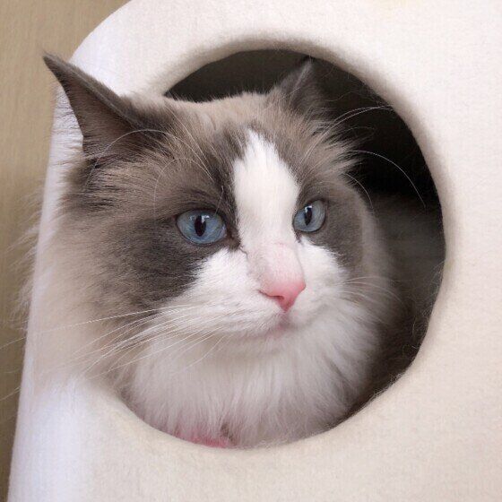 顔を出すラグドール