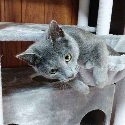 ロシアンブルーの露くん