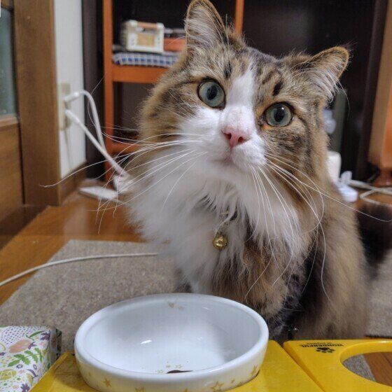 サイベリアンのコハクくん