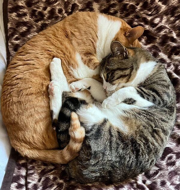 くっつくオレオちゃんとモカくん