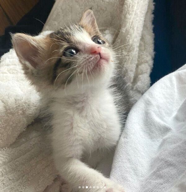 見つめるおとーふちゃん