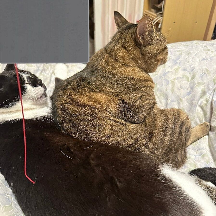 てんてんくんの上に座るさくらちゃん