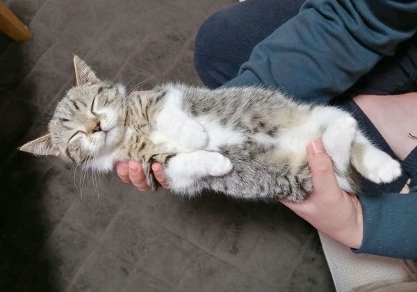 抱えられたまま電池切れしたもかちゃん