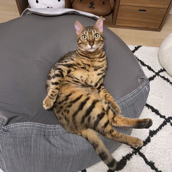 くつろぐベンガル