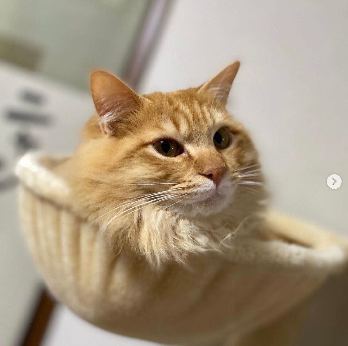 キャットタワーのハンモック